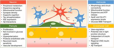 Role of the Blood-Brain Barrier in Central Nervous System Insulin Resistance